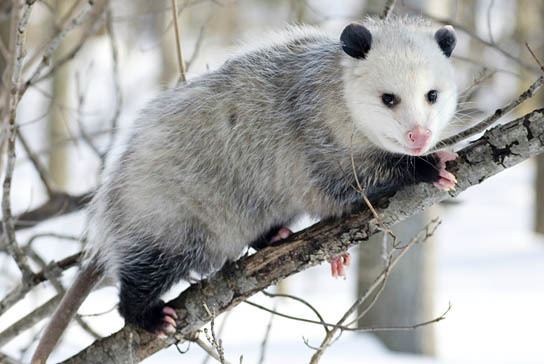 Virginia opossum Virginia Opossum Facts History Useful Information and Amazing Pictures
