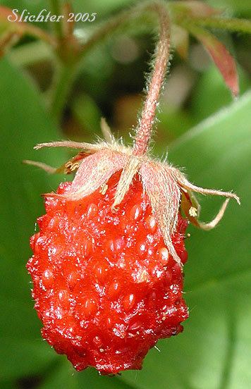 Virginia strawberry Blueleaf Strawberry Broadpetal Strawberry Broadpetal Strawberry