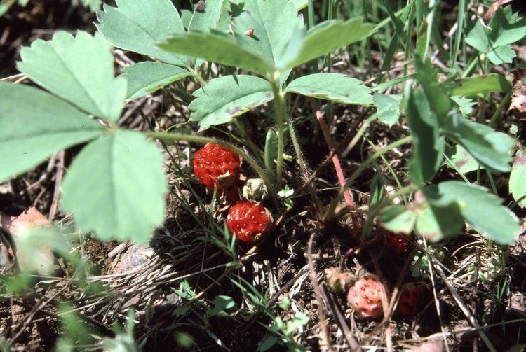 Virginia strawberry strawberry wild strawberry Fragaria virginiana