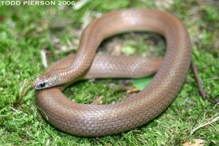 Virginia valeriae Virginia valeriae Western Earth Snake Discover Life
