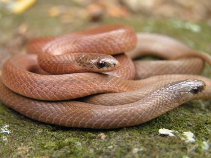 Virginia valeriae Virginia valeriae Eastern Smooth Earth Snake Reptiles and
