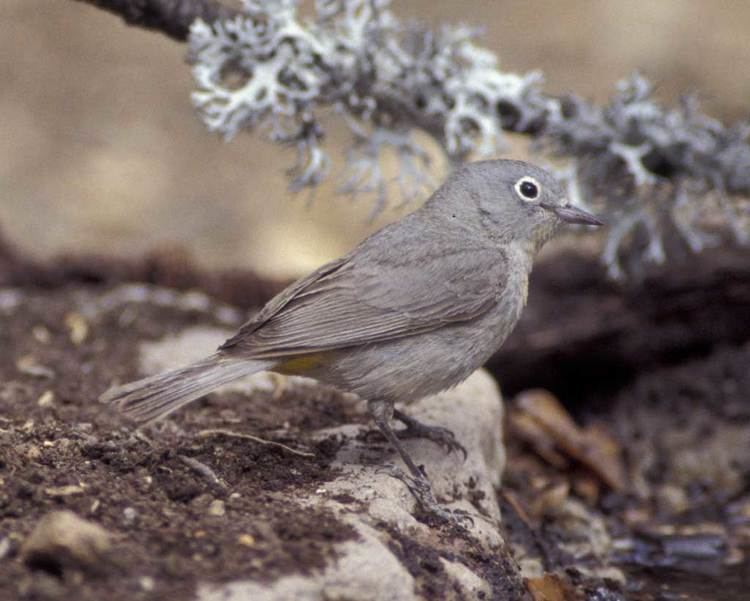 Virginia's warbler Virginias Warbler Audubon Field Guide