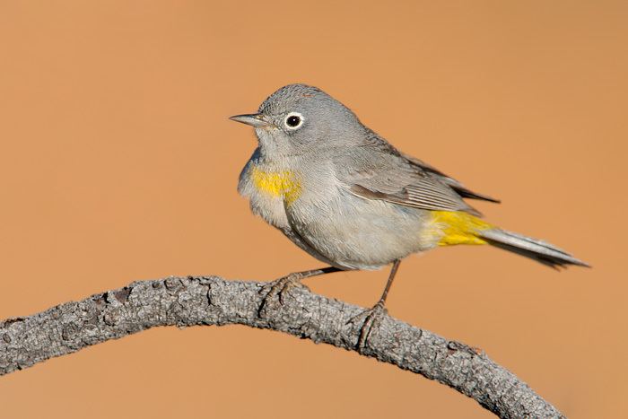 Virginia's warbler Virginias Warbler 1