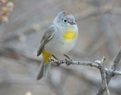 Virginia's warbler 1000 images about Arizona Birds on Pinterest Fireflies Birds and