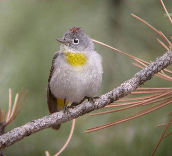 Virginia's warbler iV virginiaeia Virginias Warbler