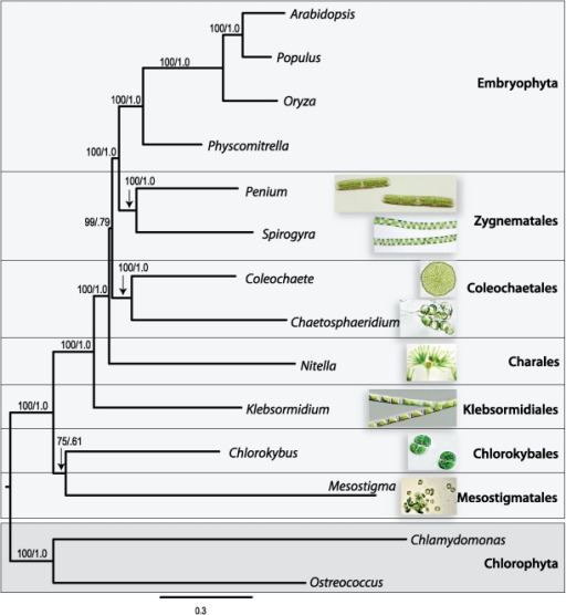 Viridiplantae Phylogenetic relationships of 14 Viridiplantae taxa det Openi