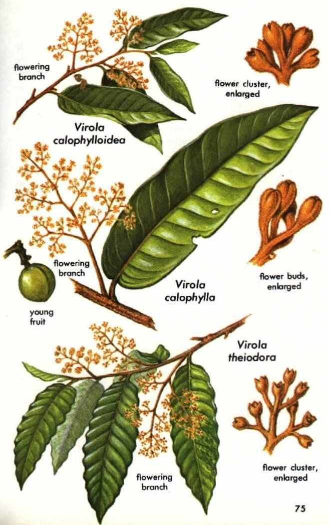 Virola Erowid Online Books Golden Guide Hallucinogenic Plants pg 7180