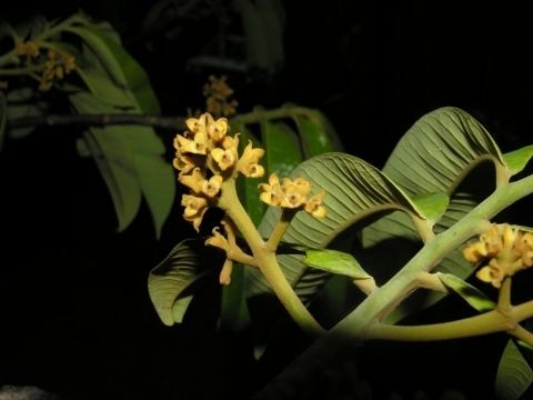Virola surinamensis Virola surinamensis Useful Tropical Plants