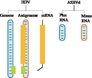 Virusoid media1shmoopcomimagesbiologybiomicrorganism
