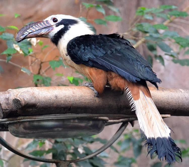 Visayan hornbill Visayan Hornbill Penelopides panini videos photos and sound