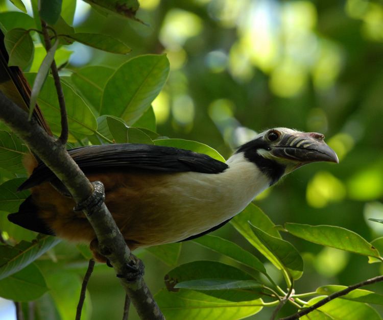 Visayan hornbill Visayan tarictic hornbill