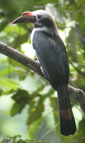 Visayan hornbill Visayan Tarictic Hornbill Penelopides panini