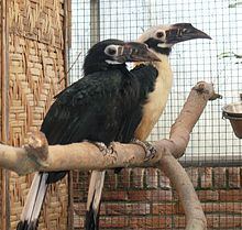 Visayan hornbill Visayan hornbill Wikipedia