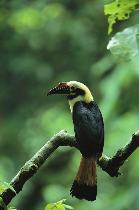 Visayan hornbill Visayan Tarictic Hornbill HORNBILLS PHOTO GALLERIES Wildlife