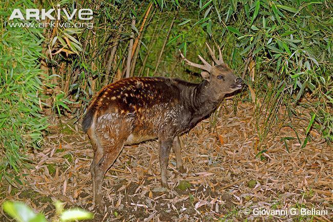 Visayan spotted deer Visayan spotted deer videos photos and facts Rusa alfredi ARKive