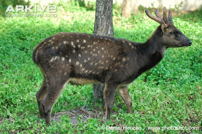 Visayan spotted deer Philippine Visayan Spotted Deer Rusa alfredi