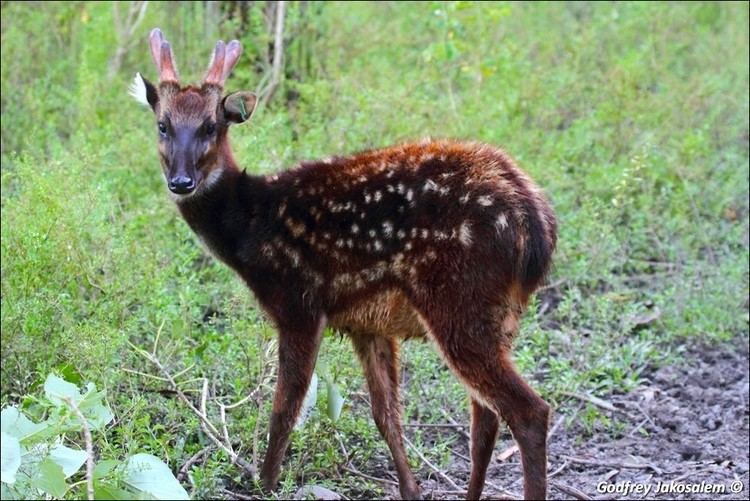 Visayan spotted deer Visayan Spotted Deer Conservation Programme Philippines