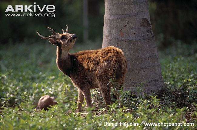Visayan spotted deer Visayan spotted deer videos photos and facts Rusa alfredi ARKive