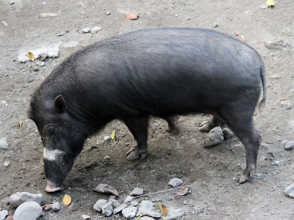 Visayan warty pig Visayan Warty PigEndangered animals listOur endangered animals