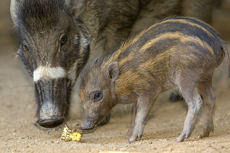 Visayan warty pig Rare Visayan Warty Pigs Born at San Diego Zoo