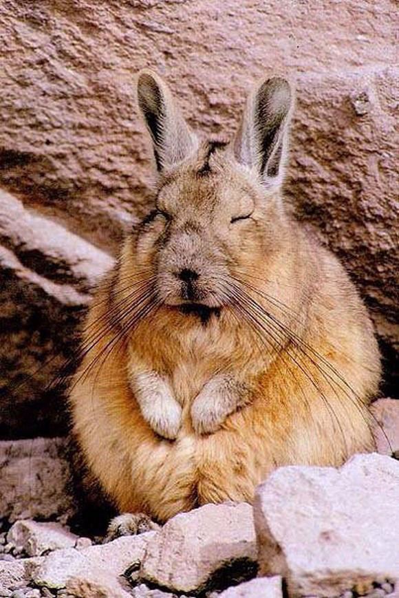 Viscacha Thats not a rabbit thats Mother Natures version of Pikachu also