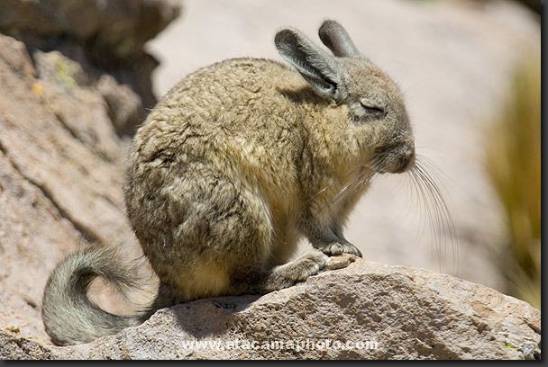 Viscacha 10 Best images about The Wise Viscacha on Pinterest Trekking