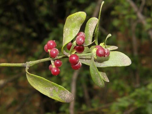 Viscum cruciatum Redberried Mistletoe Viscum cruciatum iNaturalistorg