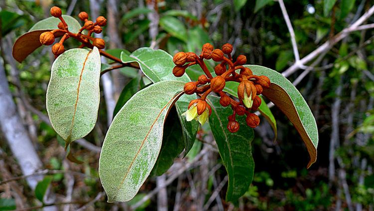 Vismia Vismia guianensis Useful Tropical Plants