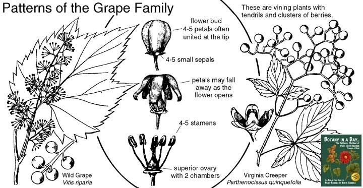 Vitaceae Vitaceae Grape Family Identify plants vines and flowers