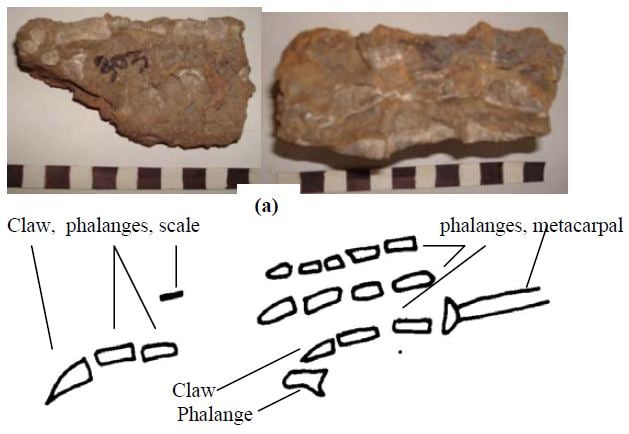 Vitakrisaurus - Alchetron, The Free Social Encyclopedia