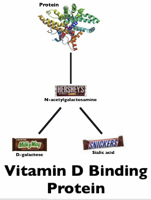 Vitamin D-binding protein Chapter 8 How Your Body Makes GcMAF