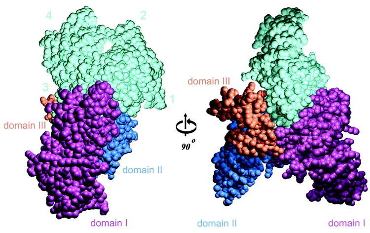 Vitamin D-binding protein Crystal structures of the vitamin Dbinding protein and its complex
