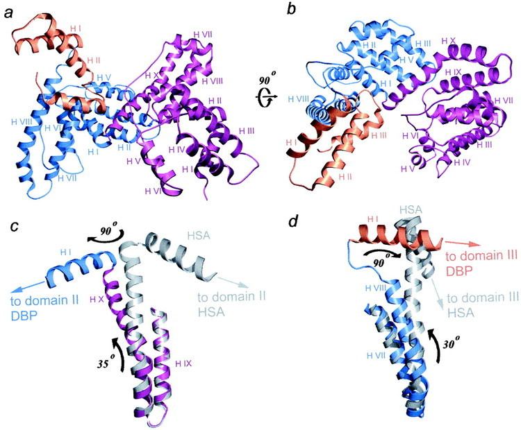 Vitamin D-binding protein Crystal structures of the vitamin Dbinding protein and its complex
