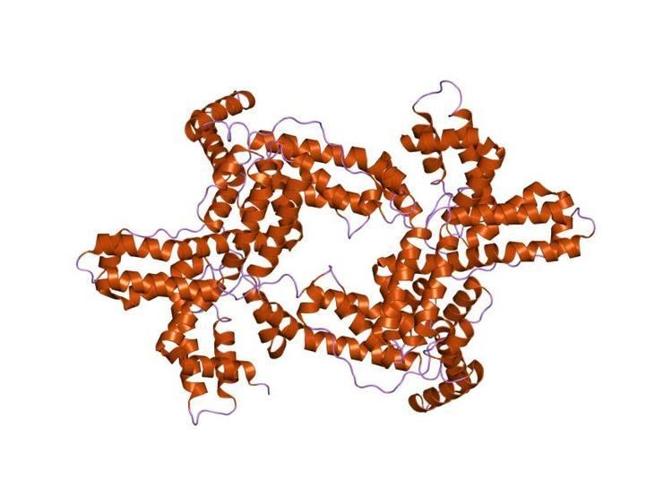 Vitamin D binding protein domain III