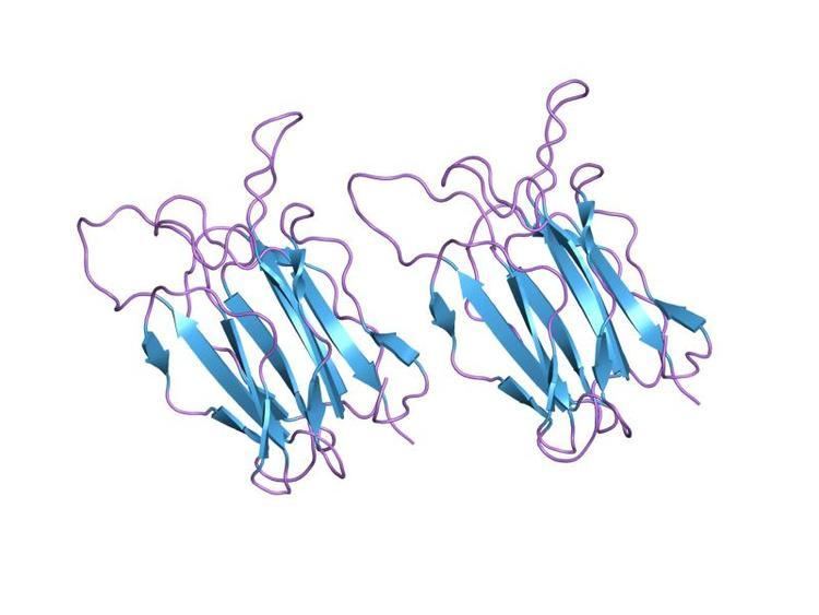 Vitelline membrane outer layer protein I (VMO-I)