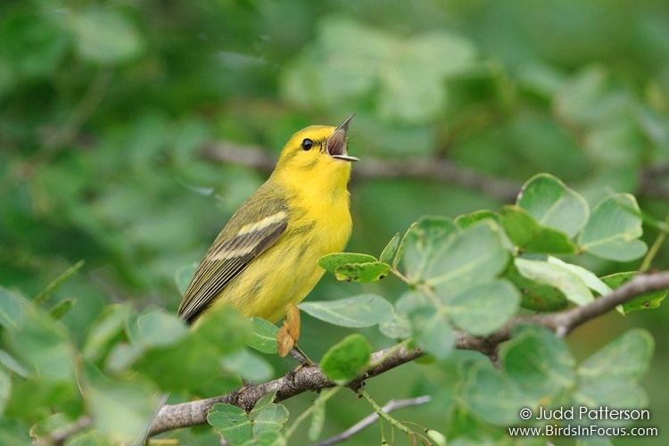 Vitelline warbler Birds in Focus Vitelline Warbler