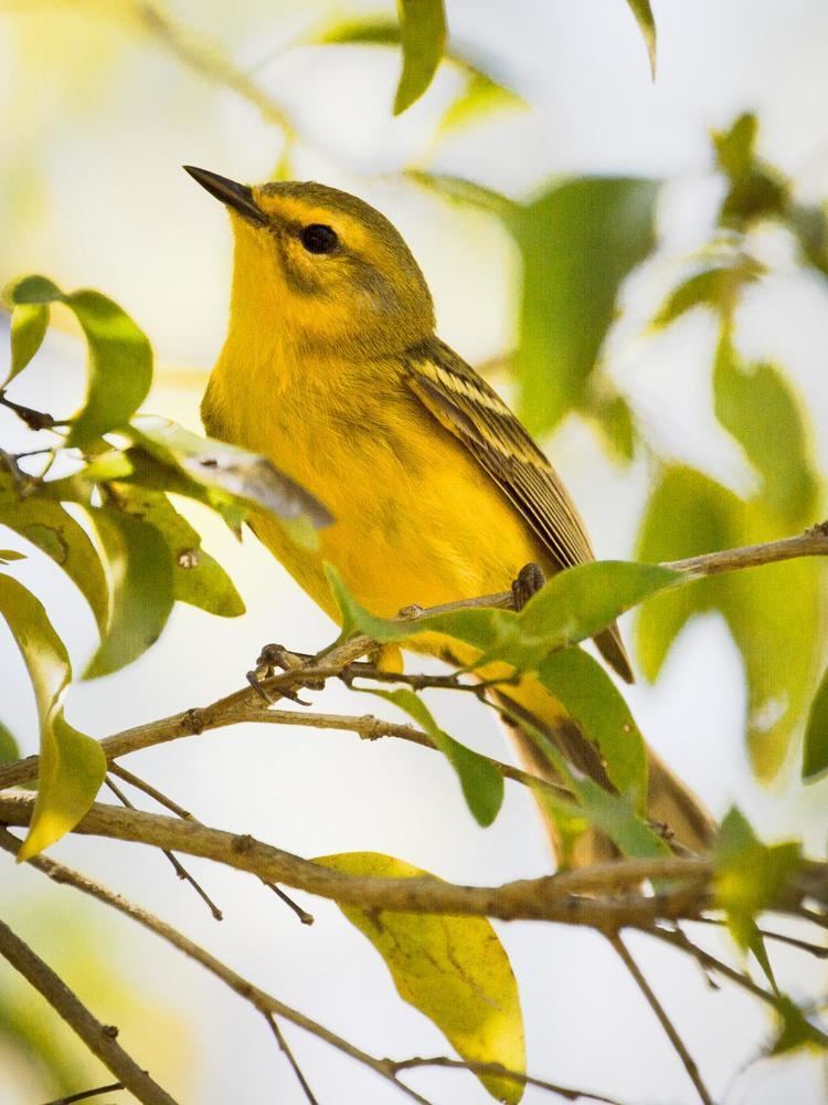 Vitelline warbler Vitelline Warbler Setophaga vitellina Vitelline Warbler the