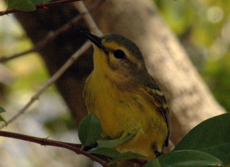 Vitelline warbler Vitelline warbler Wikipedia