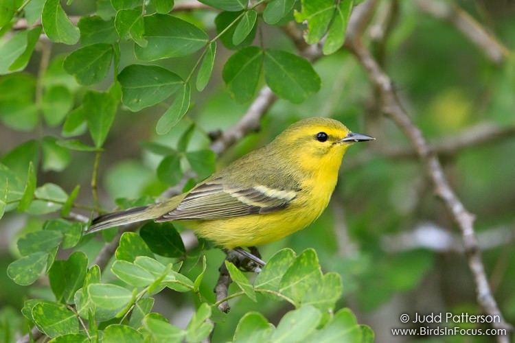 Vitelline warbler Vitelline Warbler This warbler is endemic to the Cayman Is Flickr