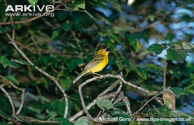 Vitelline warbler cdn1arkiveorgmedia313173F92CE2A847CBBA73F