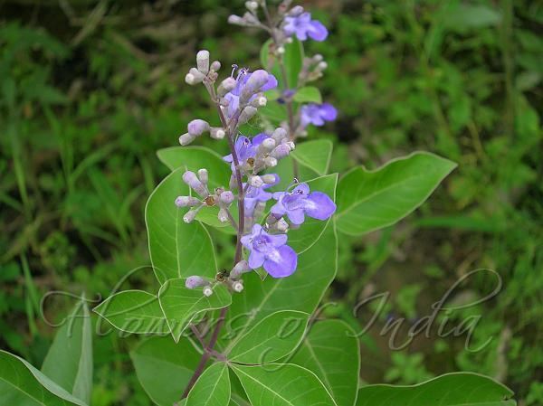 Vitex negundo Vitex negundo Chaste Tree