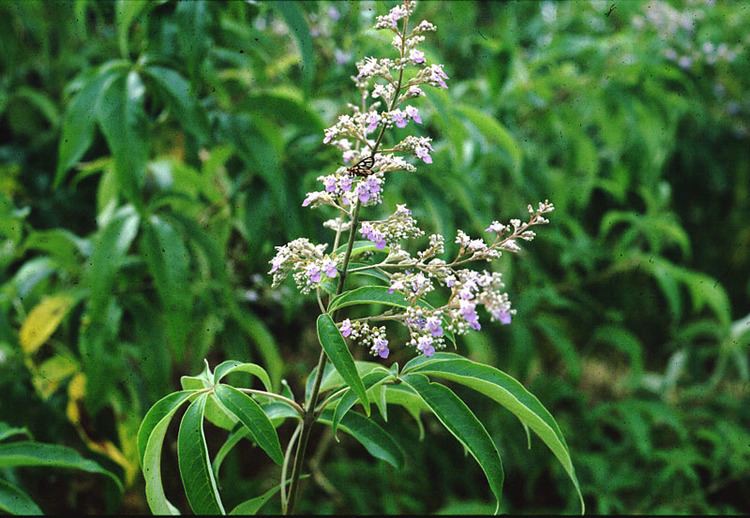 Vitex negundo Plant Description