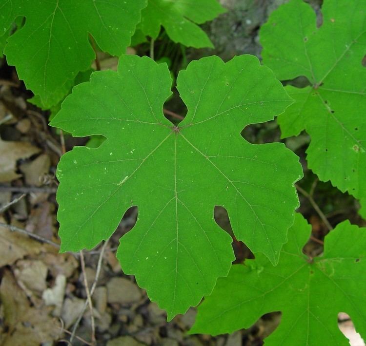 Vitis aestivalis Vitis aestivalis summer grape Go Botany