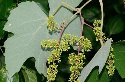 Vitis aestivalis Digital Atlas of the Virginia Flora Vitis aestivalis Michx