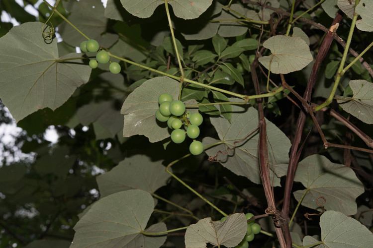 Vitis aestivalis Vitis aestivalis Summer Grape