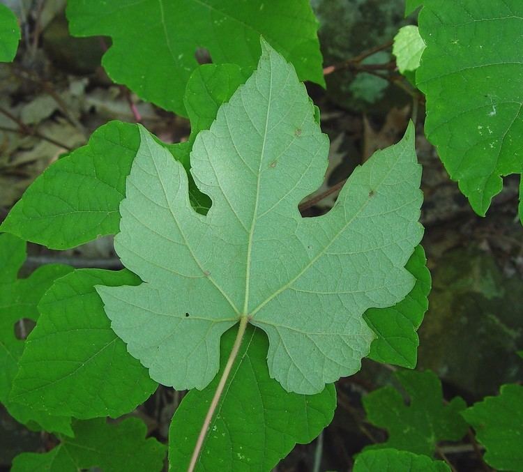 Vitis aestivalis Vitis aestivalis summer grape Go Botany