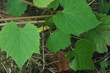 Vitis amurensis httpsuploadwikimediaorgwikipediacommonsthu