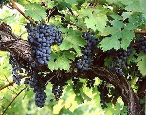 Vitis amurensis Amur Grape Vitis amurensis Vine Seeds Edible Fast Fall Color