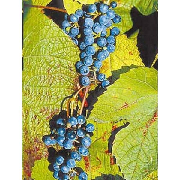 Vitis amurensis Buy Amur Grape Seeds Online Rarexoticseeds