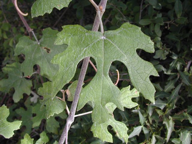 Vitis mustangensis Vitis mustangensis Mustang grape NPIN